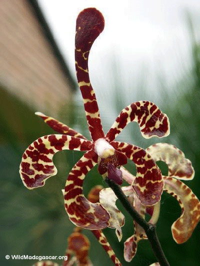 madagascar_orchid