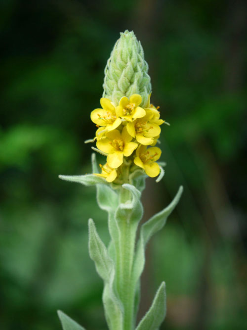 mullein